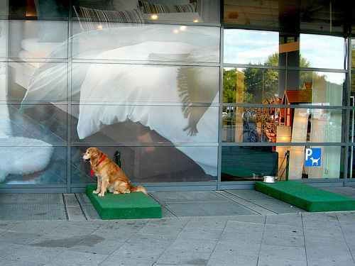 Actie Kantine Gezichtsvermogen Parkeerplaats voor de hond bij IKEA - Hondenwoordenboek