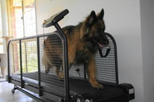 Doe een poging Schadelijk Meerdere Een loopband voor honden: Hoe, wat en wanneer? - Hondenwoordenboek