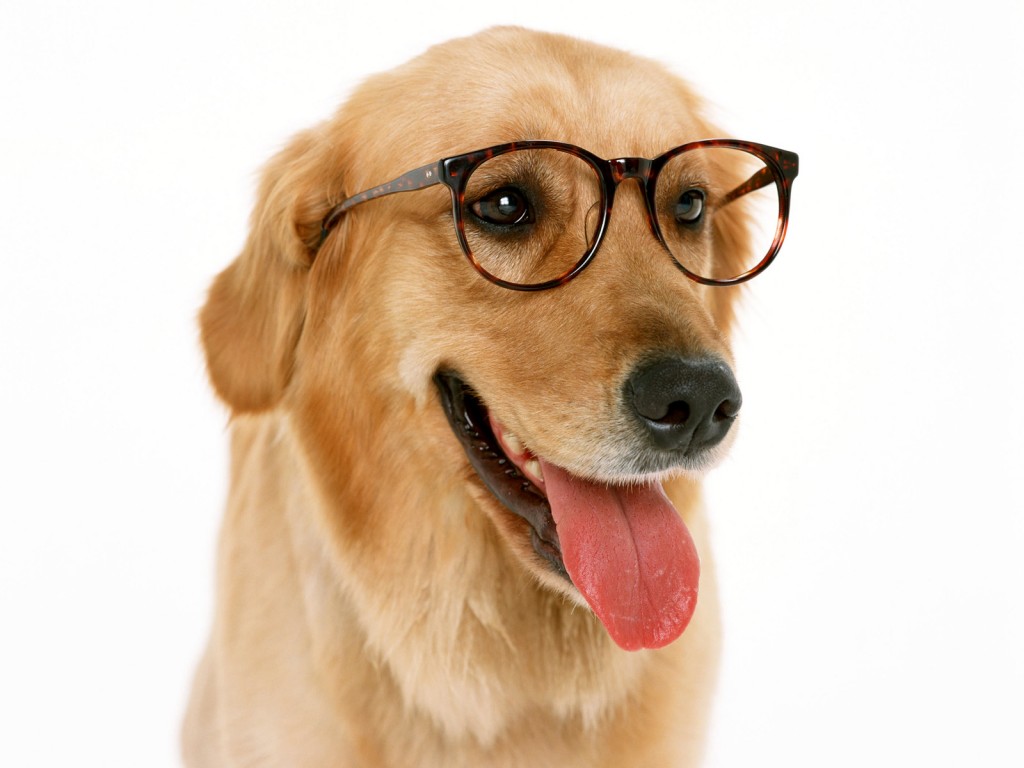 groet onduidelijk Langskomen Feiten en Fabels over honden - Hondenwoordenboek