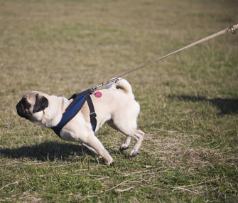Hulpmiddelen bij het begeleiden en trainen honden: Tuigjes, muilkorf Hondenwoordenboek