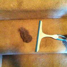 haren verwijderen van tapijt hond