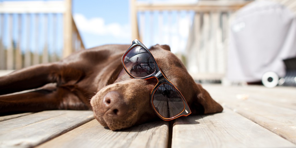 Bescherm je hond tegen zonnebrand!